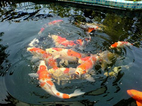 鯉魚 顏色|錦鯉(高檔觀賞魚):形態特徵,生長習性,種群分布,歷史起源,發展現狀…